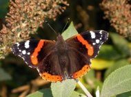 Red Admiral by John Harding