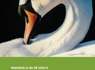 Waterbirds in the UK Report 2018 / 19