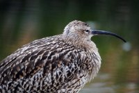 Curlew by Amy Lewis