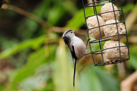 Long-tailed Tit on feeder. Tommy Holden