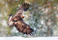 Golden Eagle. Photograph by Sarah Kelman