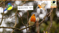 birding_101_10.jpg