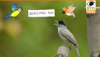 birding_101_5.jpg