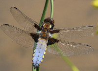 Broad-bodied Chaser by Mike and Brenda Gough
