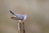 Cuckoo by Edmund Fellowes/BTO