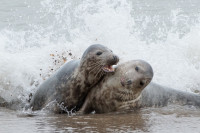 Grey Seals, Sarah Kelman