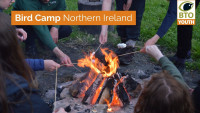 Bird Camp Northern Ireland