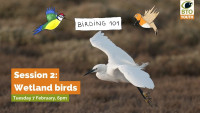 Birding 101 - session 2