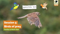 Birding 101 - session 5