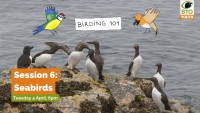 Birding 101 - session 6