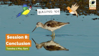 Birding 101 - session 8