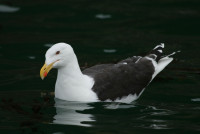 Great Black-backed Gull by Steve Willis