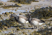 Pale-bellied brent goose, by Edmund Fellowes / BTO