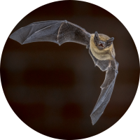 Pipistrelle Bat. Creative Nature
