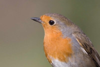 Robin. Photograph by John Harding