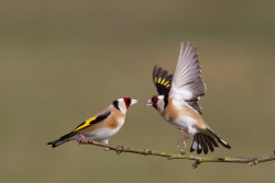 Goldfinch. Photograph by Edmund Fellowes