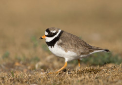 Ringed Plover photo by Liz Cutting