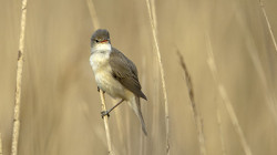 Reed Warbler. Photograph by Graham Catley