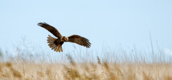 Marsh Harrier. Photograph by Sarah Kelman (Bird Photographer of the Year image)