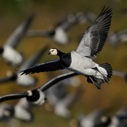 Barnacle Geese (Canva)