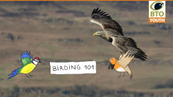 birding_101_6.jpg