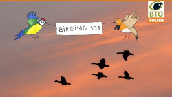 birding_101_9.jpg