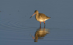Colour-ringed Black-tailed Godwit. Photograph by Ruth Walker.