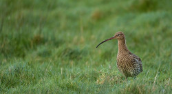 Curlew. Tom Streeter