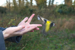 Goldfinch ringing, David Tipling