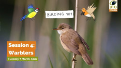 Birding 101 - session 4
