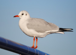 Black-headed Gull by Amy Lewis