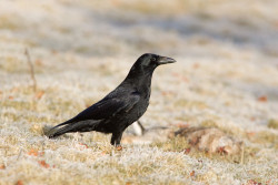 Carrion Crow in field