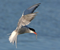 Common Tern by Jill Pakenham