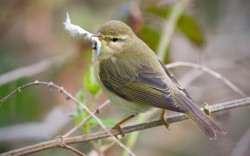 Willow Warbler. Chris Knights