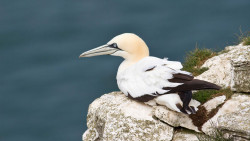 Gannet resting on a rock