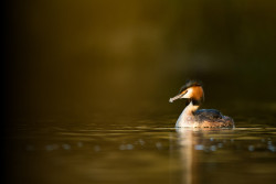 Great-crested Grebe. Tom Streeter / BTO