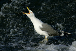 Lesser Black-backed Gull. Edmund Fellowes / BTO