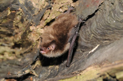 Daubenton's Bat, by Jan Svetlik