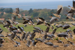 Pink-footed Goose flock, Chris Knights