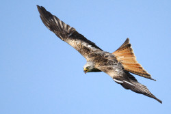 Red Kite. Amy Lewis.