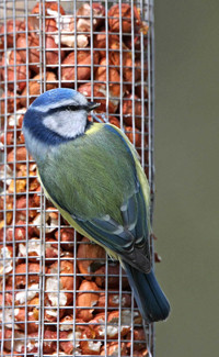 Blue Tit on feeder. Photograph by Jill Pakenham