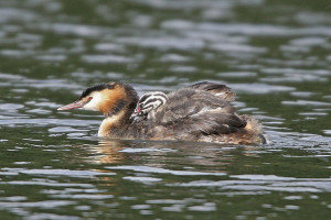 Great Crested Grebe. Photograph by Ron Marshall