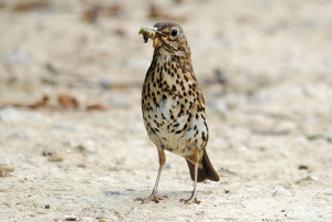 Song Thrush. Photograph by Amy Lewis