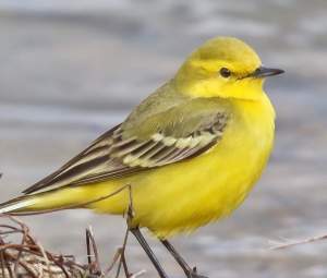 Yellow Wagtail by Roger Collorick