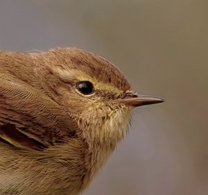 Chiffchaff by Gray Clements