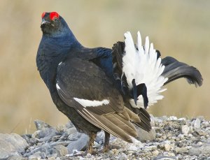 Black Grouse by Gary Loader