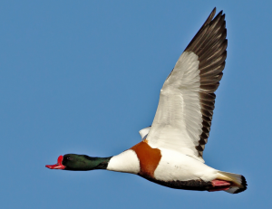 Shelduck by Clive Brown