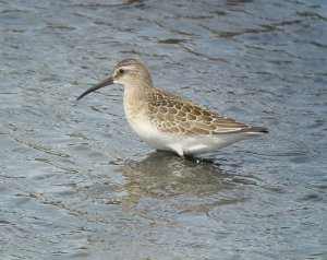 Curlew Sandpiper by Stephen McAvoy