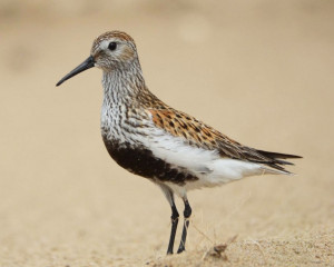 Dunlin by Christine Cassidy
