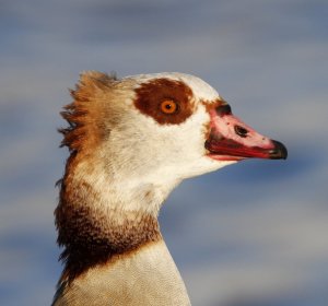 Egyptian Goose by Chris Thornton